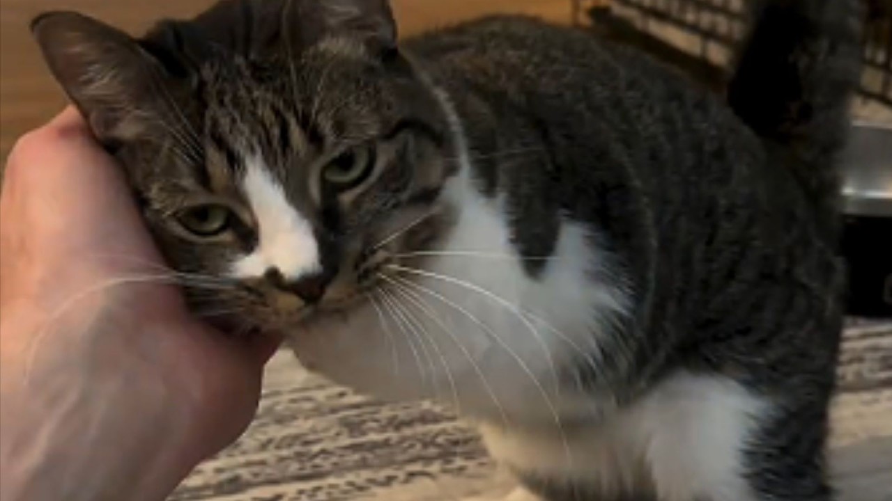 The Vet Said She'd Never Make It – But This Legless Kitten Had Other Plans
