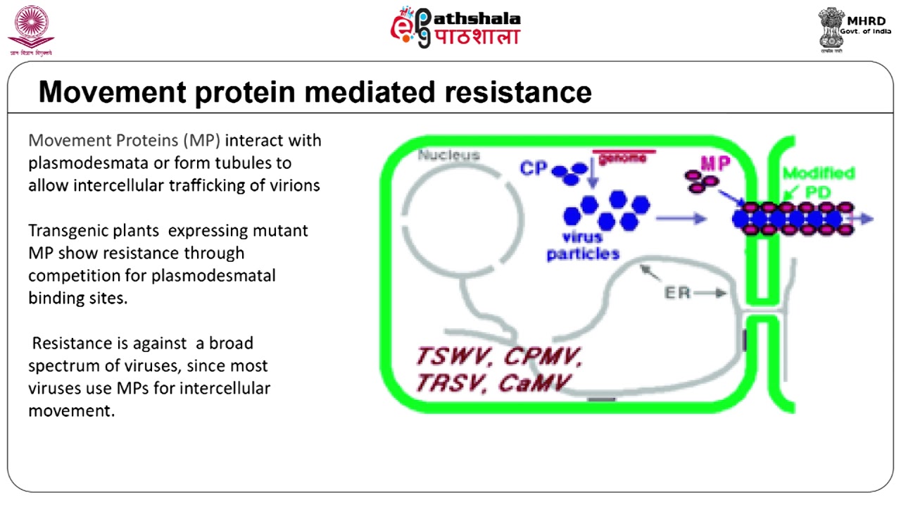 strategies for resistance to plant virus diseases
