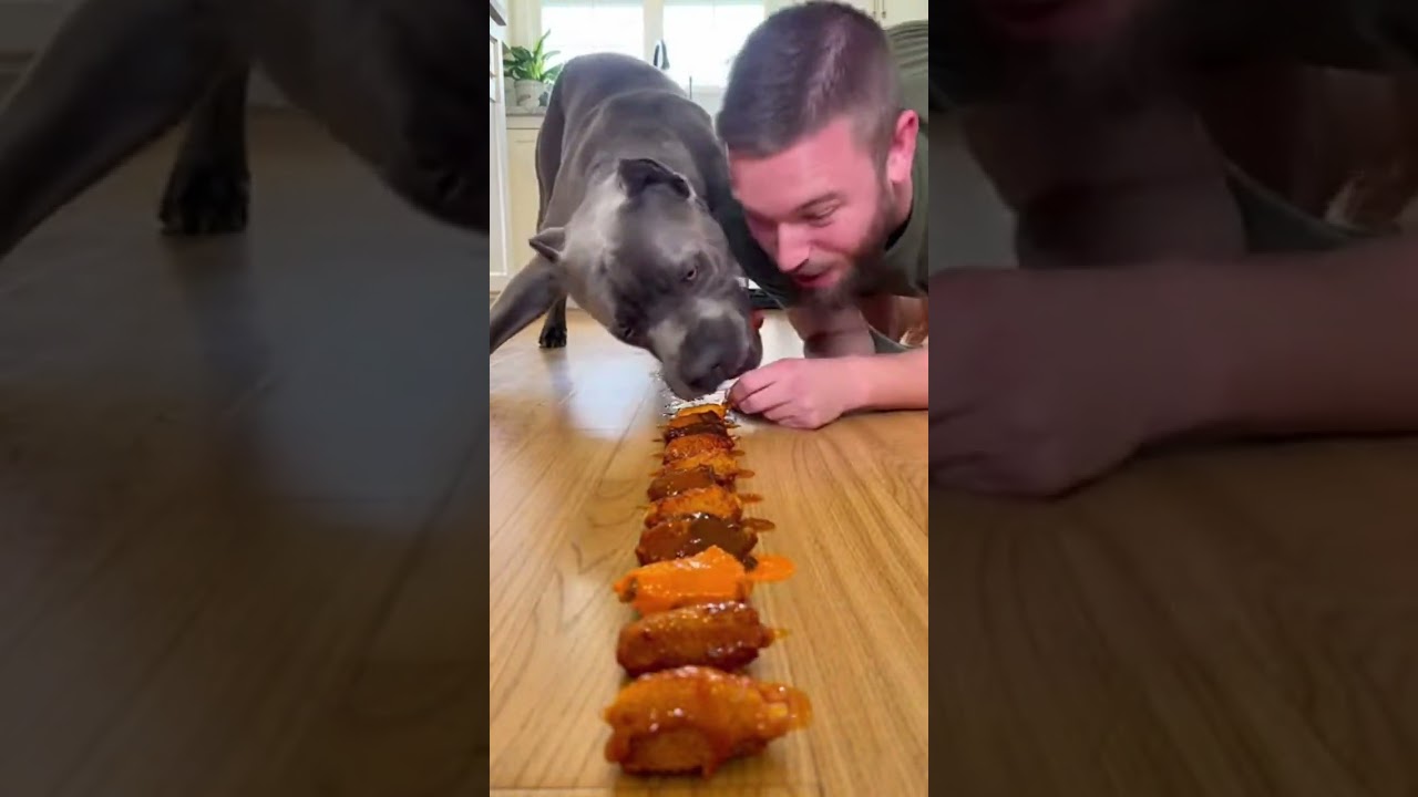 Dog vs Human Food Race 😂 Cane Corso DESTROYS Boneless Wings in Seconds 🐶🔥