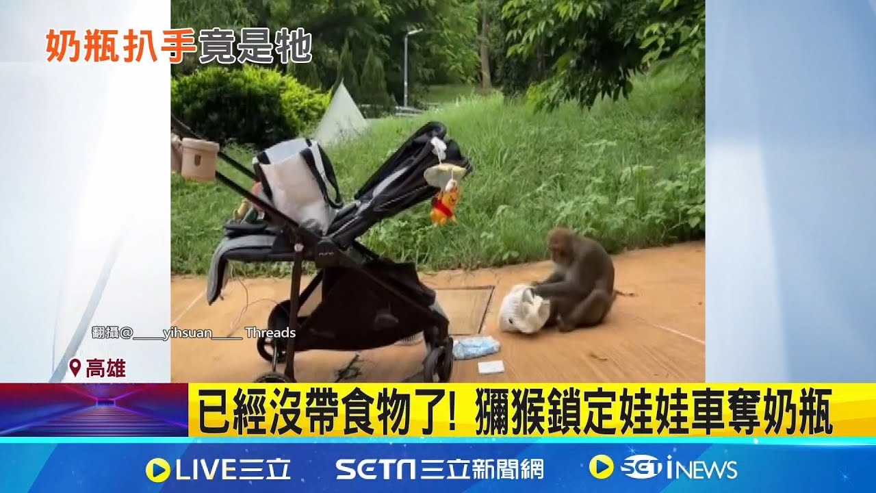 已經沒帶食物了! 獼猴鎖定娃娃車奪奶瓶 壽山猴搶娃車奶瓶 動物園遊客:遇上扒手｜三立新聞網 SETN.com