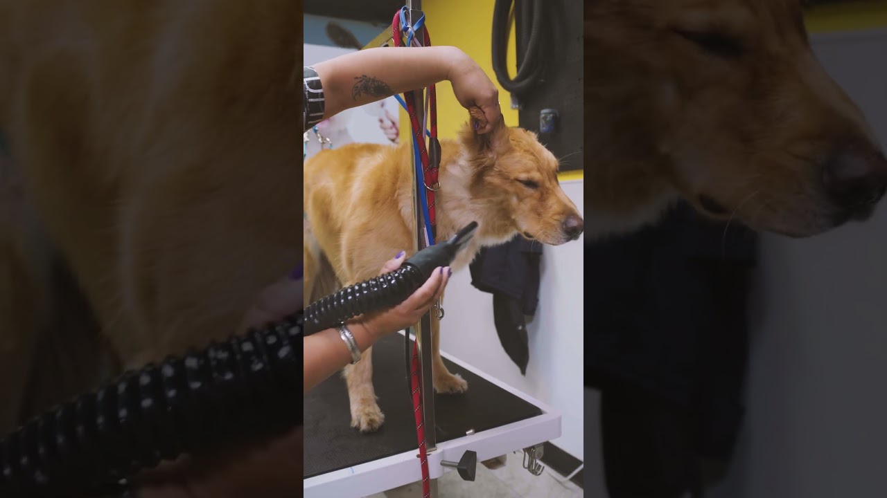 Clean-up service with Michelys FT. RUSTY! / Epic Dog Academy #shorts