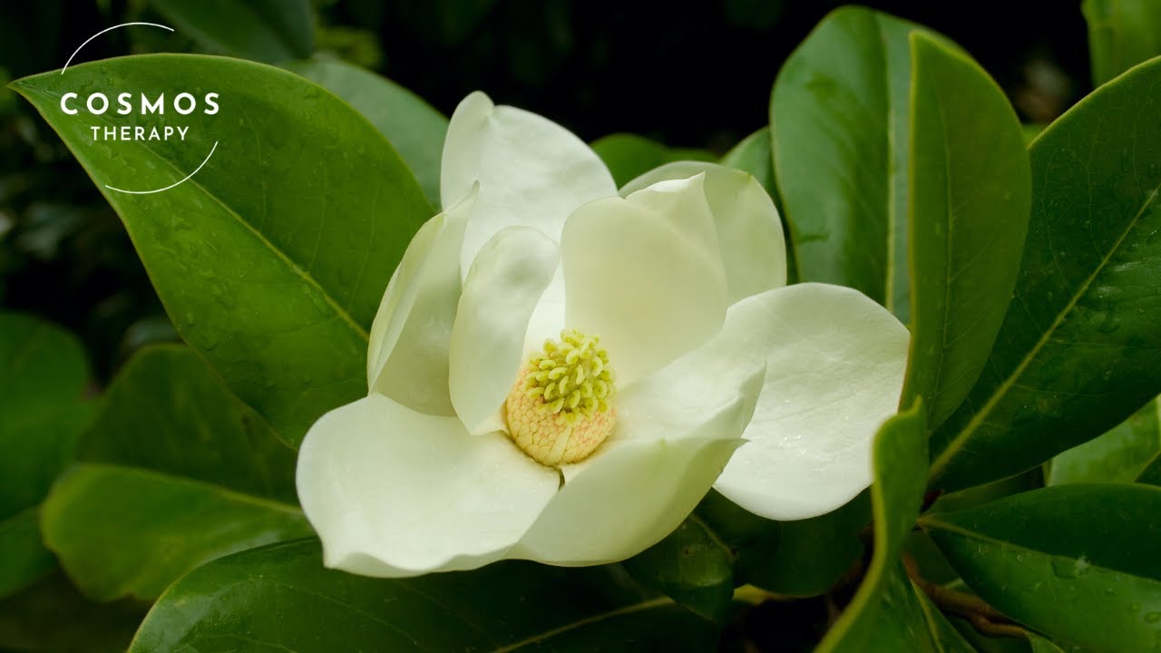 Magnolia Flowers | A Short Documentary on Nature&rsquo;s Beauty