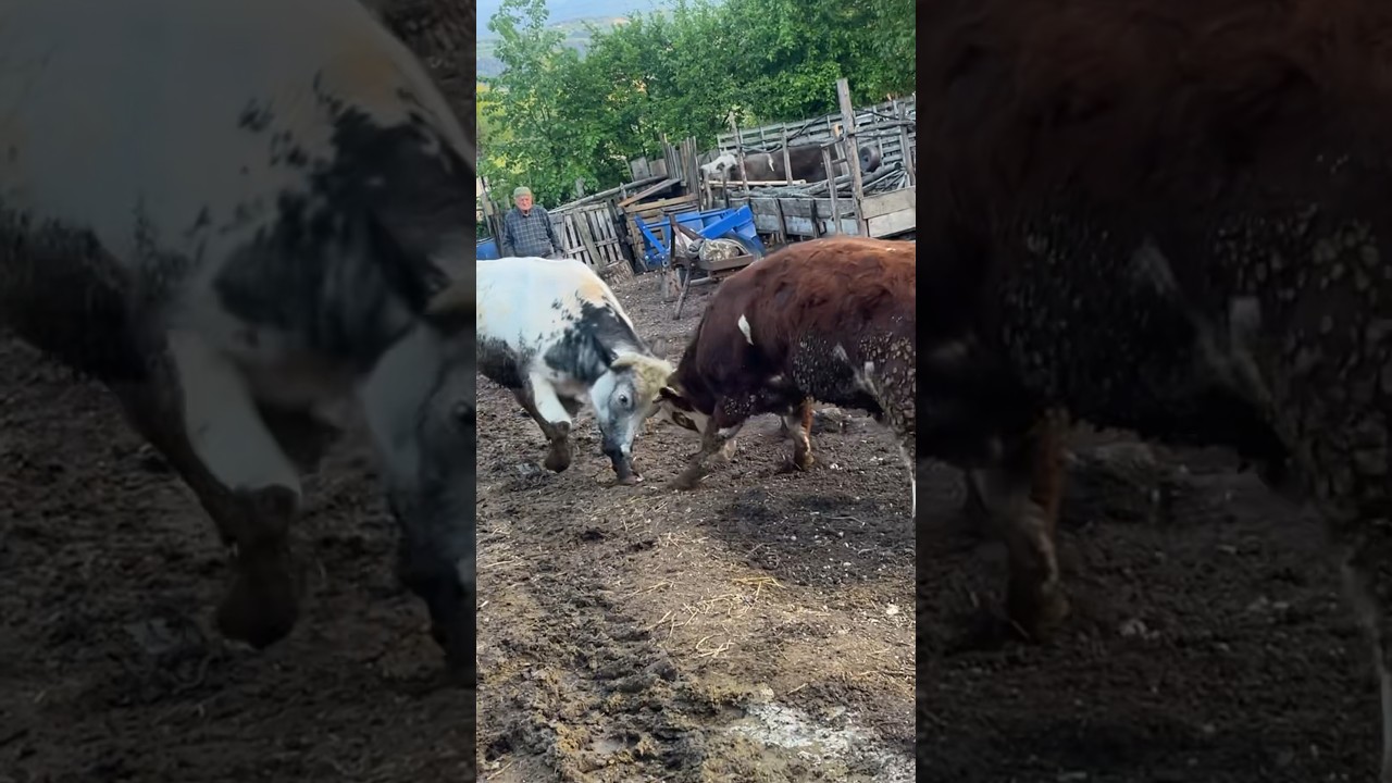 #dana #boğa #shortvideo #youtubeshorts #youtube #viral #shorts #short #viral #inek #d&ouml;v&uuml;ş #kovalam