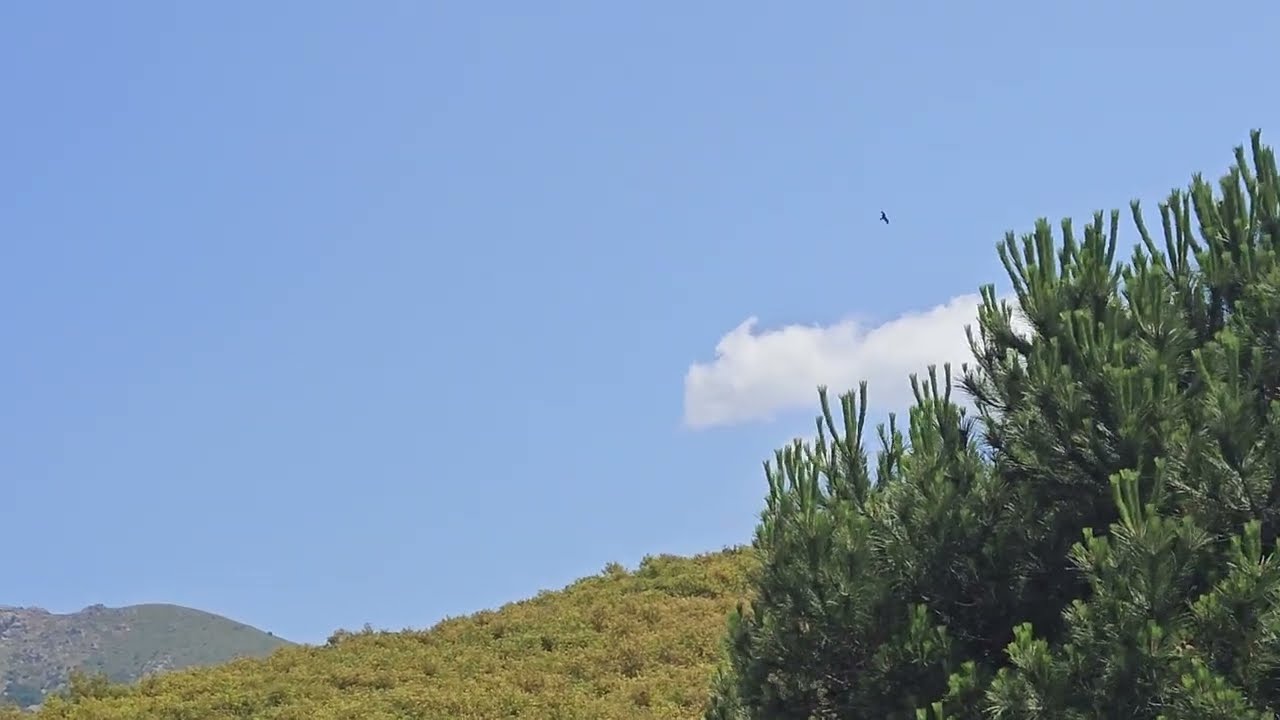 6 Giugno 2025: San Bastianu (Falcu Ulricu), Corsica, France