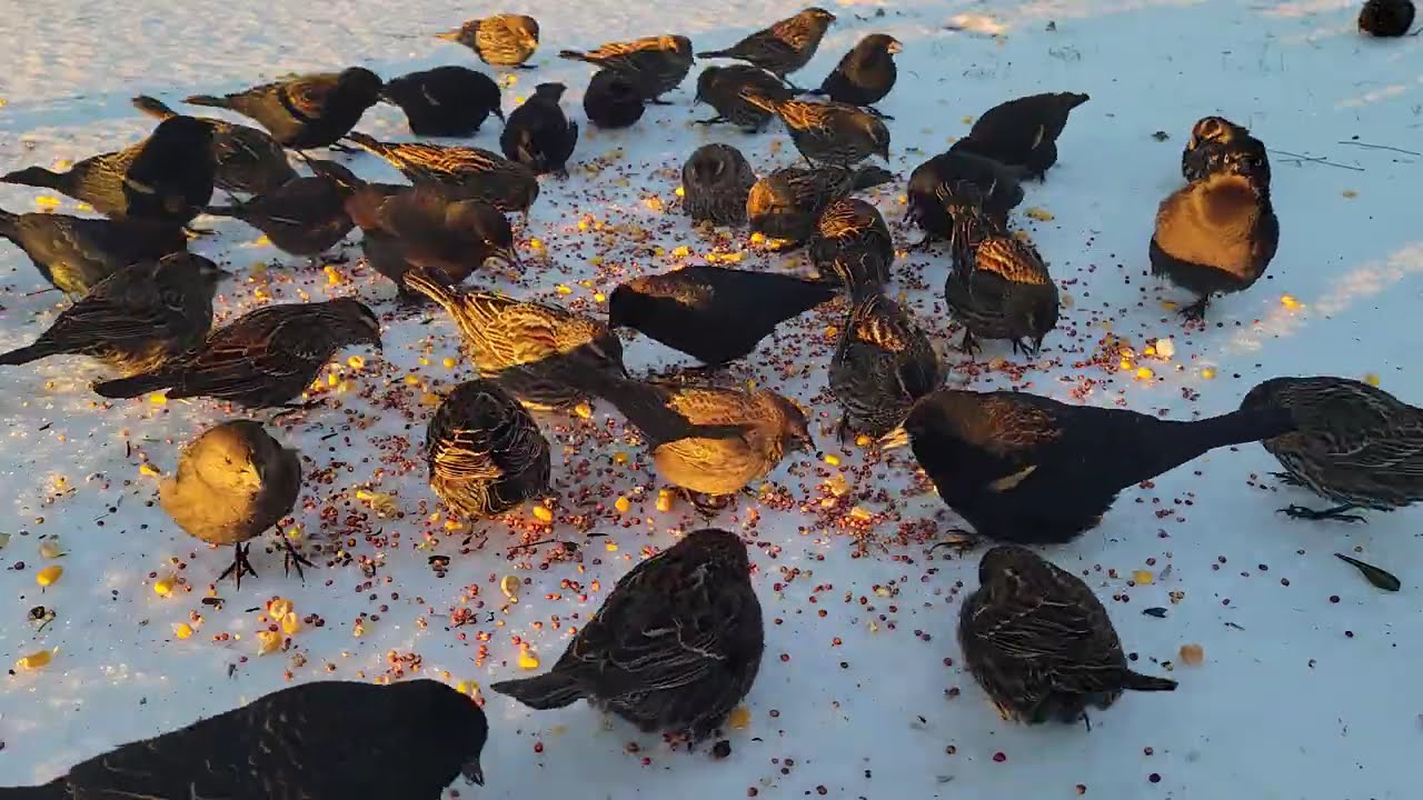 Feeding backyard birds everyday. @Vivi Mon Vlogs 