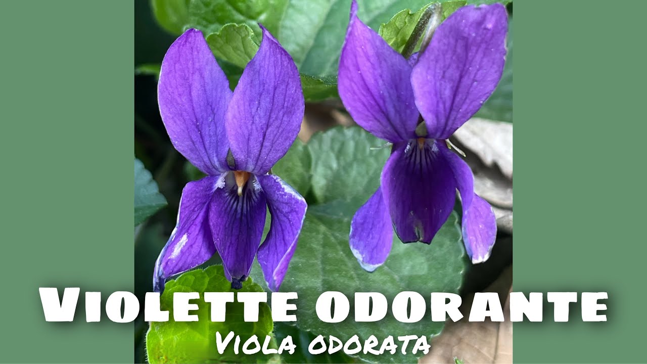 Violette odorante (Viola odorata) : calme la toux sèche et les inflammations digestives