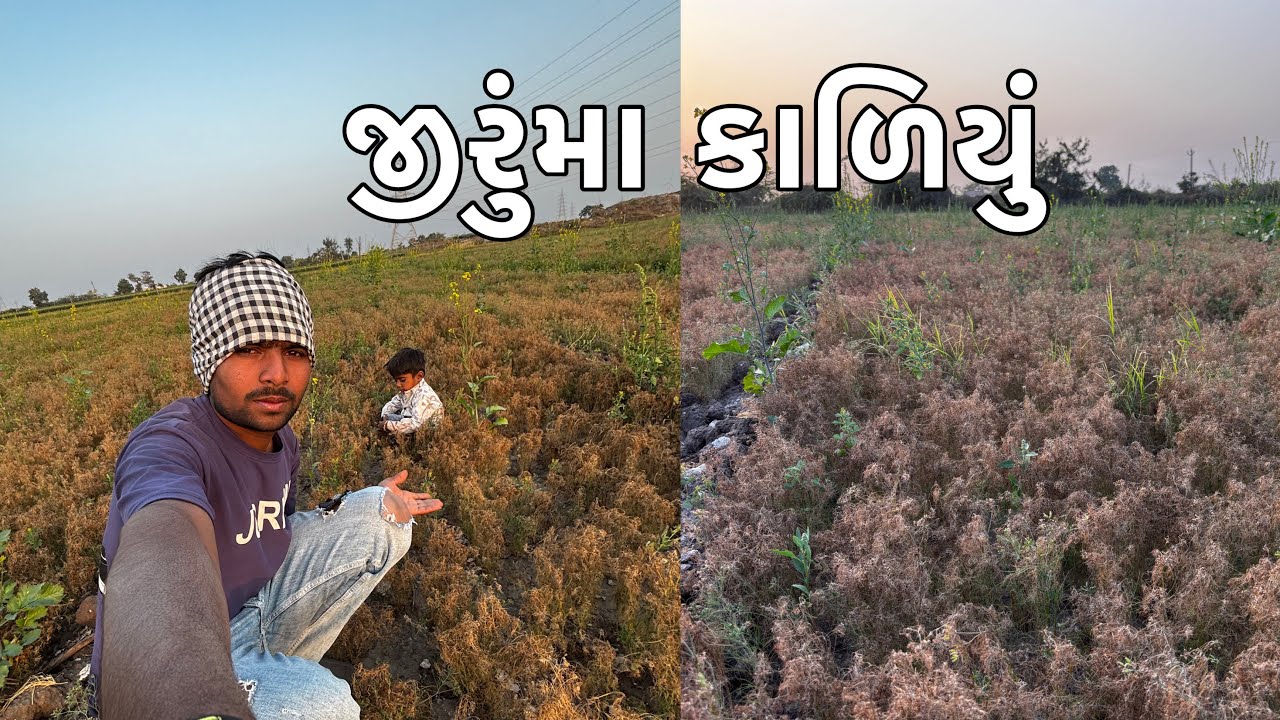 જીરુમાં કાળી ચરમી આવી ગઈ || આખા ખેતરના જીરૂની પથારી ફરી ગઈ ||