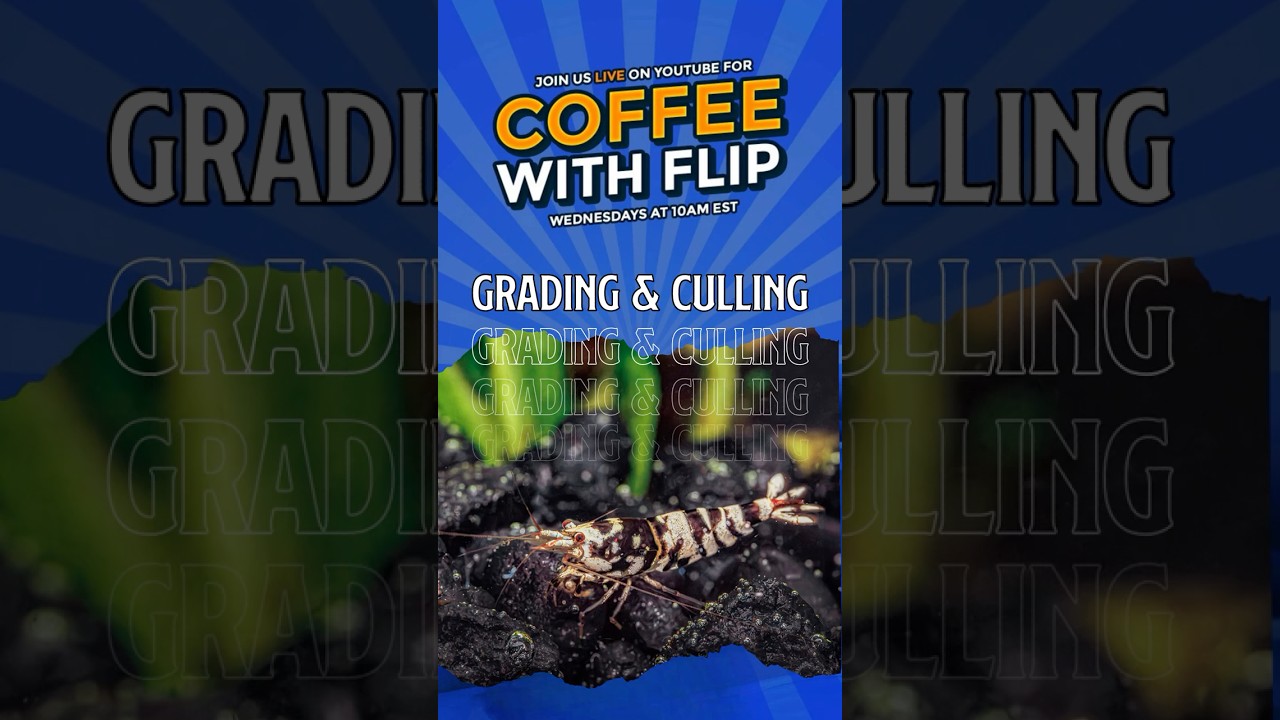 Grading & Culling Shrimp | Coffee with Flip☕ | Aquarium Podcast