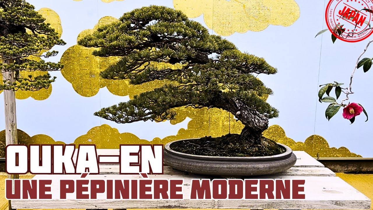 OUKA-EN La Pépinière de Maître Katsuhiro KUMAKI 🌱 NEJIKAN BONSAI 🌱