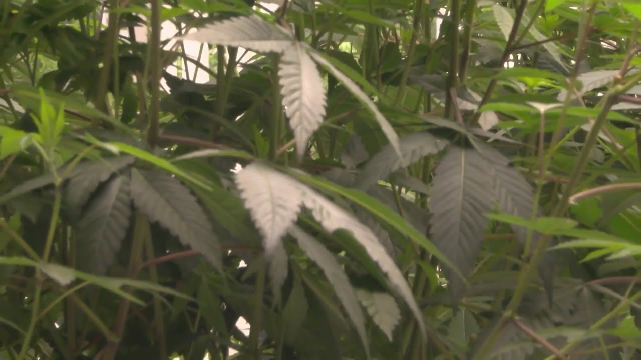 'World&rsquo;s Largest' marijuana distribution center opens in Woodlake