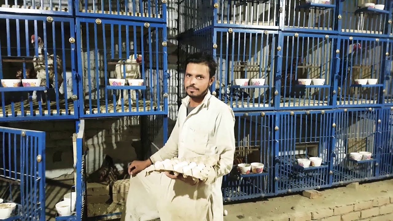 Hatching Hatching Aseel Hatching | By Palay Khan PK Smart Peshawar | Dated 7/11/19 |WTSP 03149000032