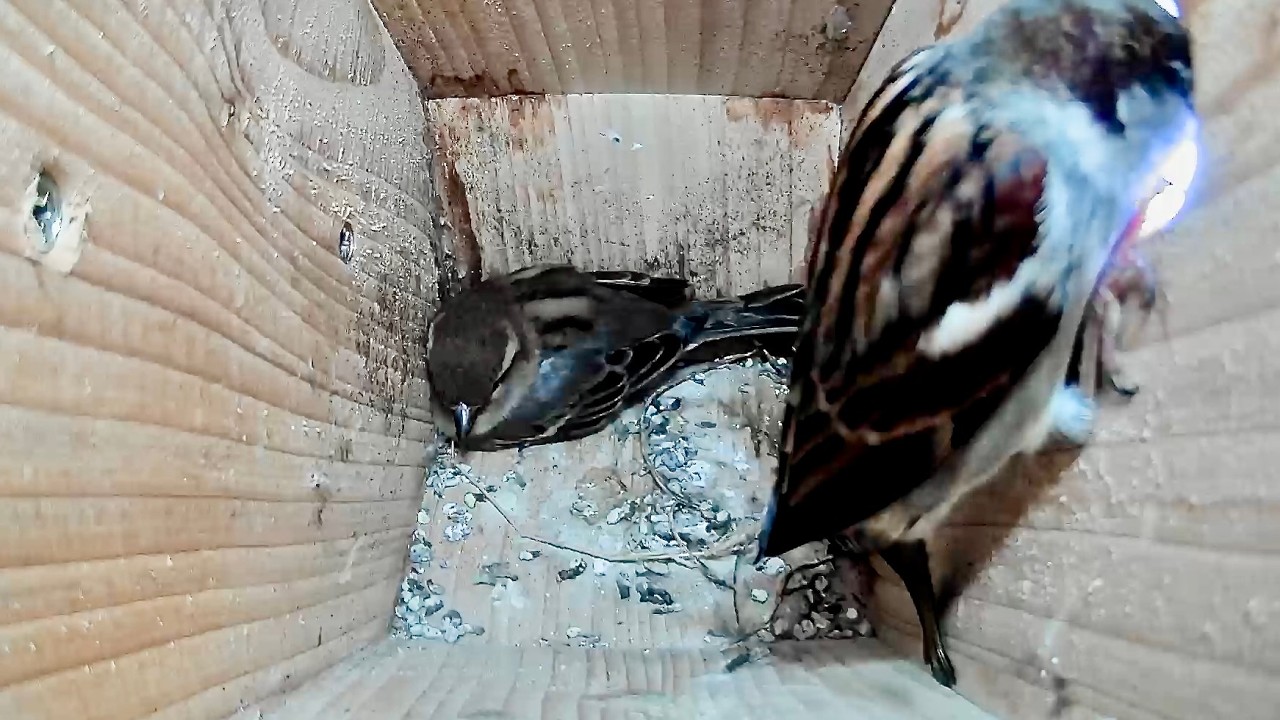 House Sparrow Nest Box activity February 18th