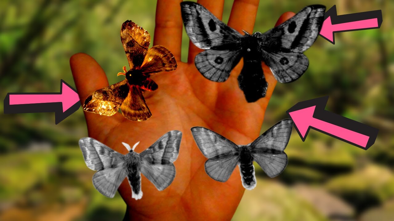 TOXIC MOTHS: Hylesia moths - Saturniidae (Biology Lesson) - SE Brazil