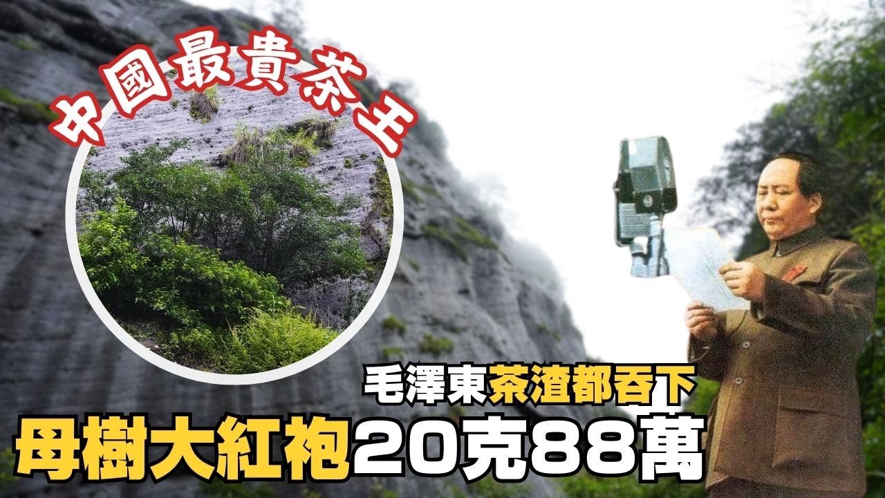 母樹大紅袍20克88萬！毛澤東「茶渣都吞下」  如今有錢也買不到