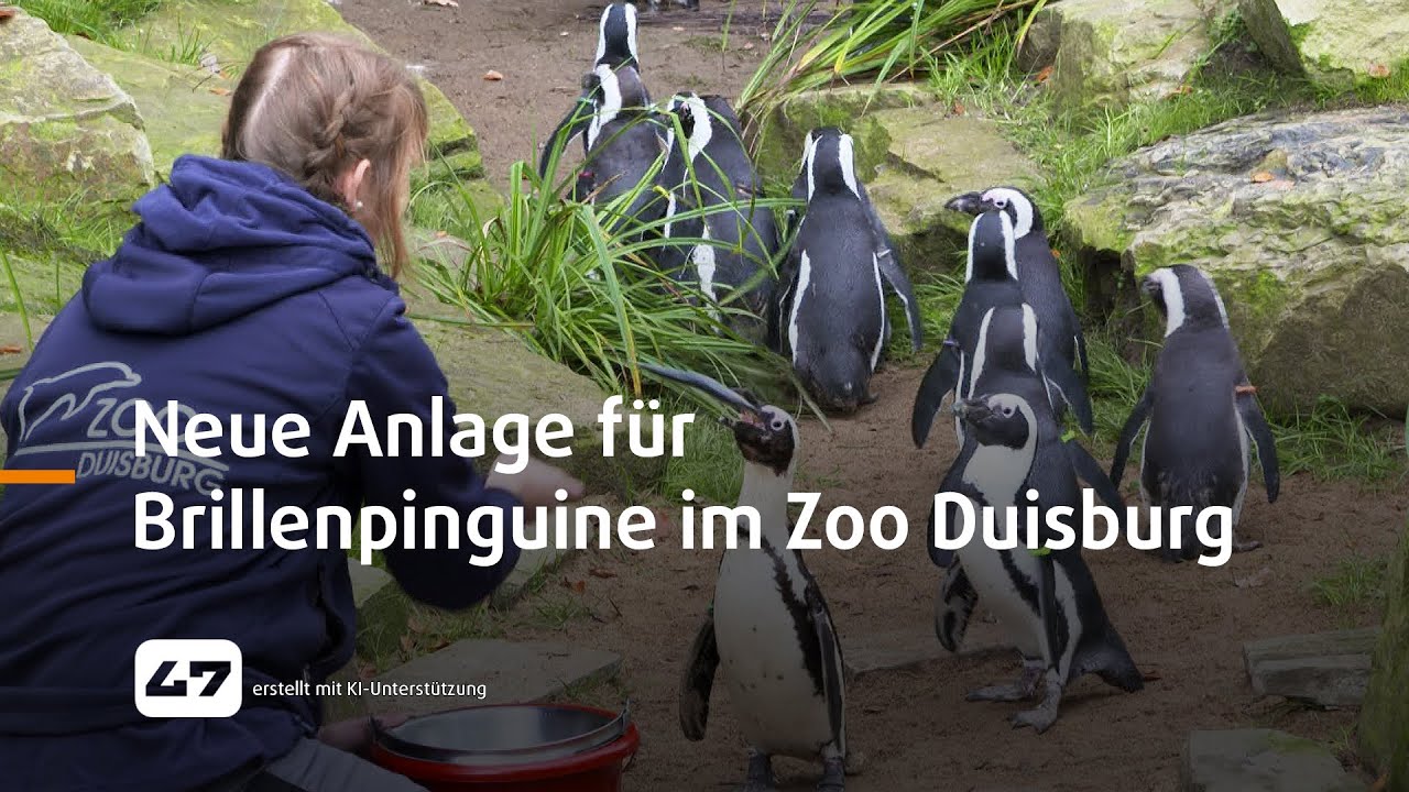 STUDIO 47 .live | NEUE ANLAGE FÜR BRILLENPINGUINE IM ZOO DUISBURG