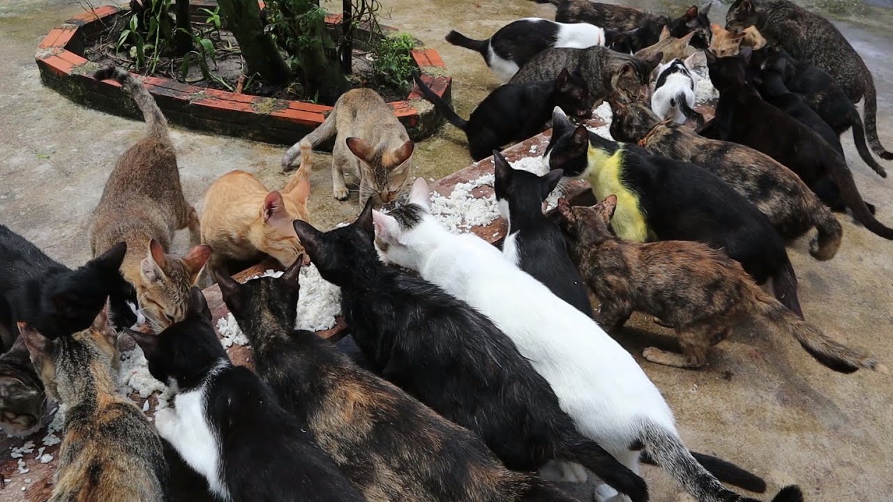 Feeding Hungry Cat