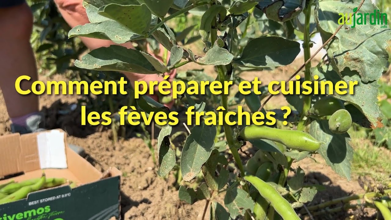 FÈVES FRAÎCHES, COMMENT les RÉCOLTER, les PRÉPARER et les CUISINER