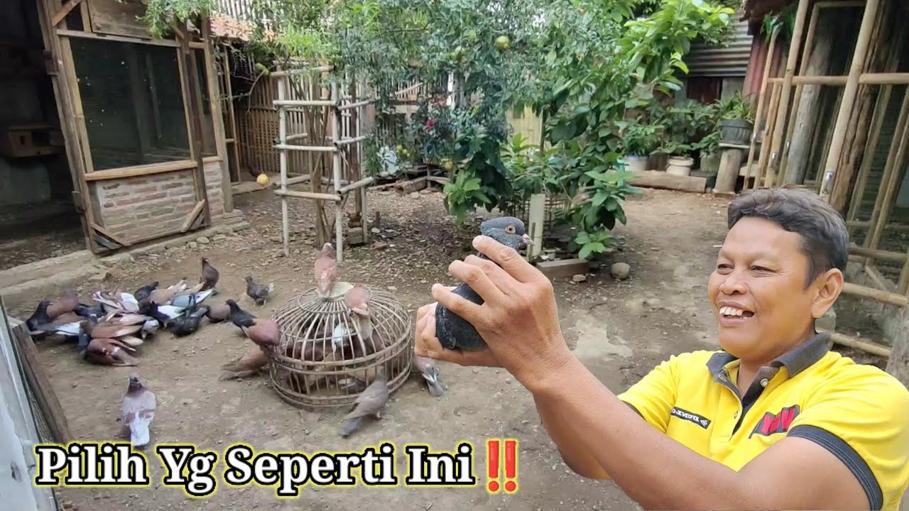 CARA MEMILIH MERPATI TINGGIAN RUMAHAN DI PASAR⁉️Q&A