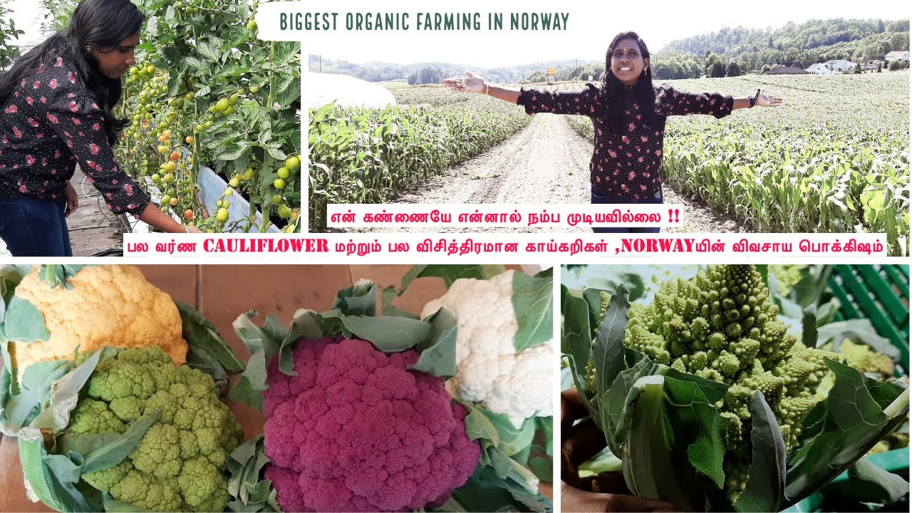How a village looks like in Norway | Biggest farming in Norway |Pick your own vegetables.