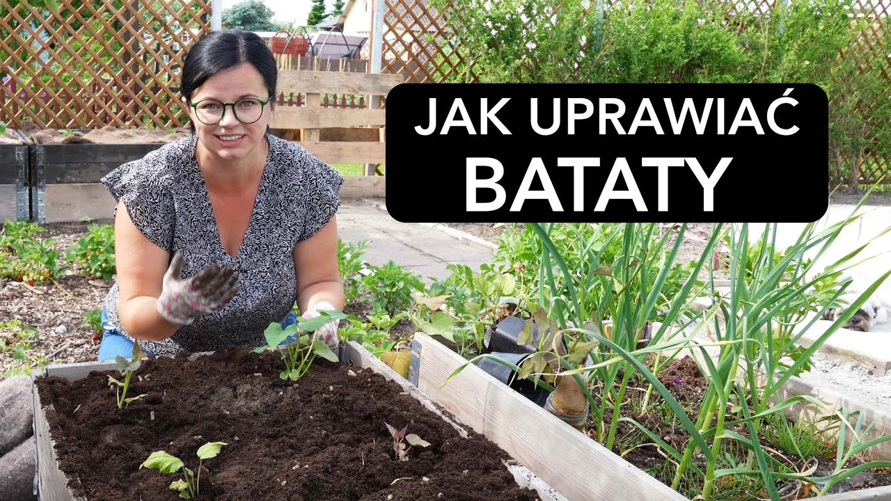 JAK UPRAWIAĆ BATATY. SŁODKIE ZIEMNIAKI UPRAWA W POLSCE. Uprawa warzyw.  Kasia.in