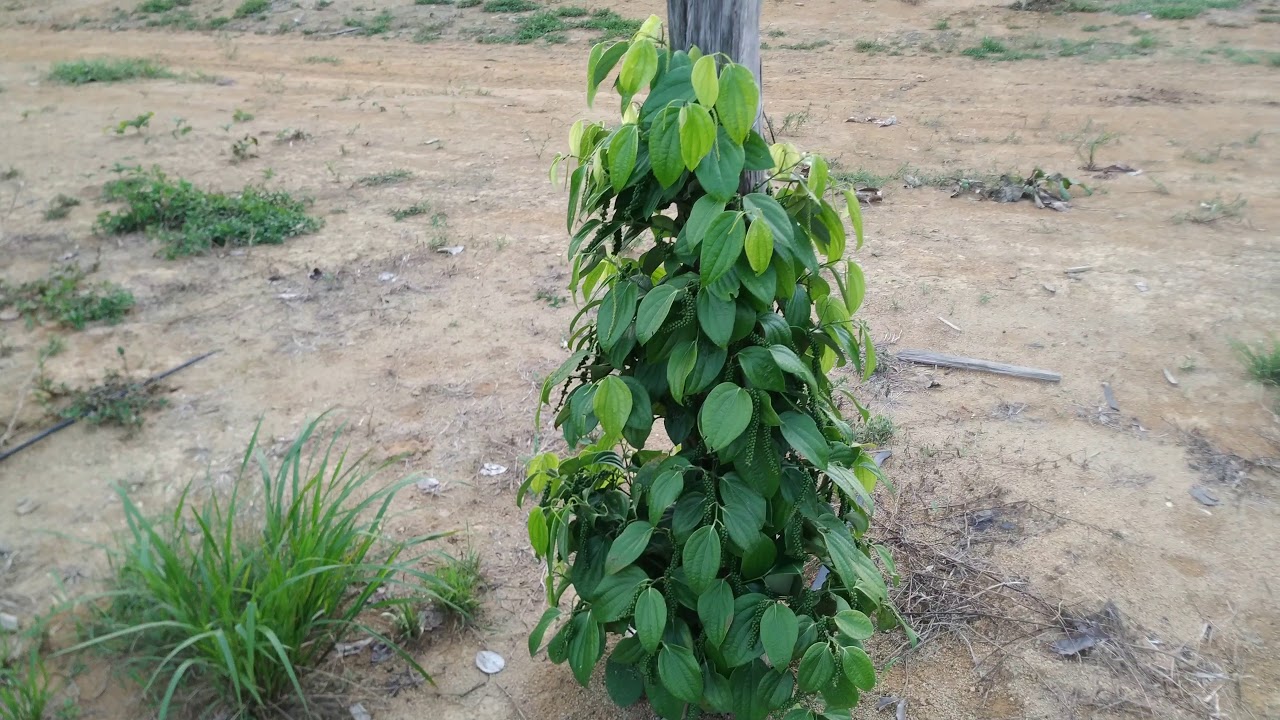 pimenta do reino, quando e como fazer poda em pé de pimenta com 1 ano.