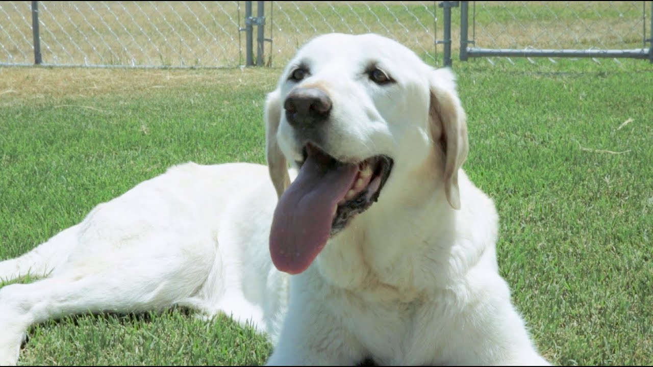 Muttville Miracles