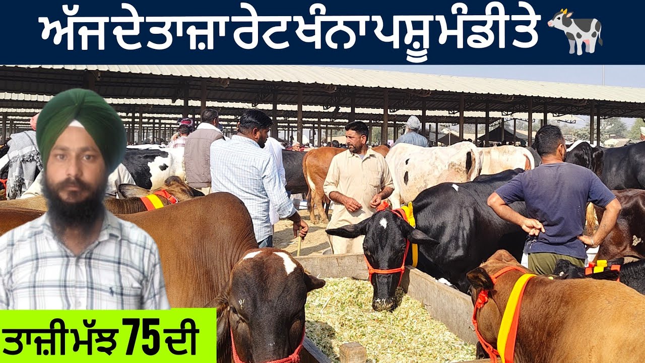 ਖੰਨਾ ਪਸ਼ੂ ਮੰਡੀ ।। Khanna Pashu mandi today।। #buffalo #cow