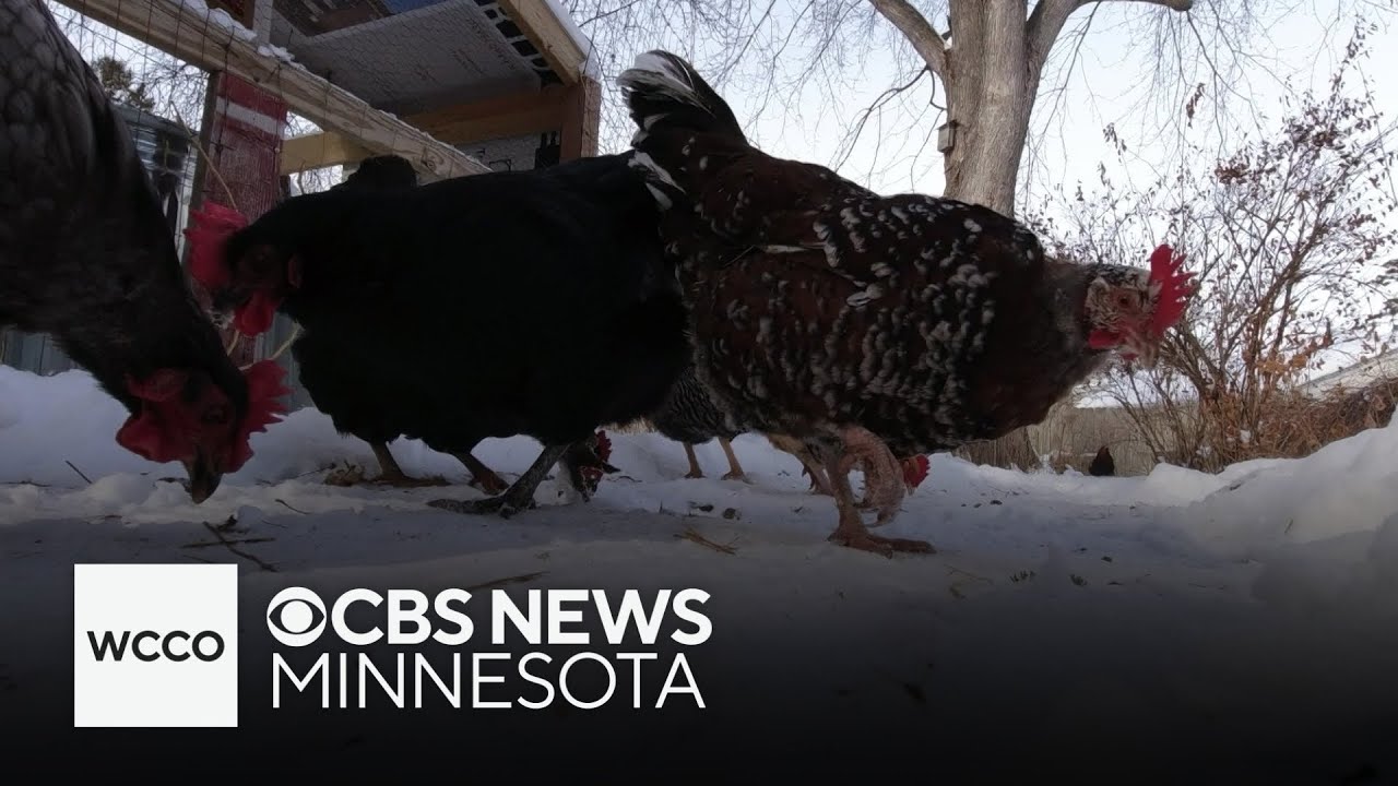 How much does it cost to raise chickens?