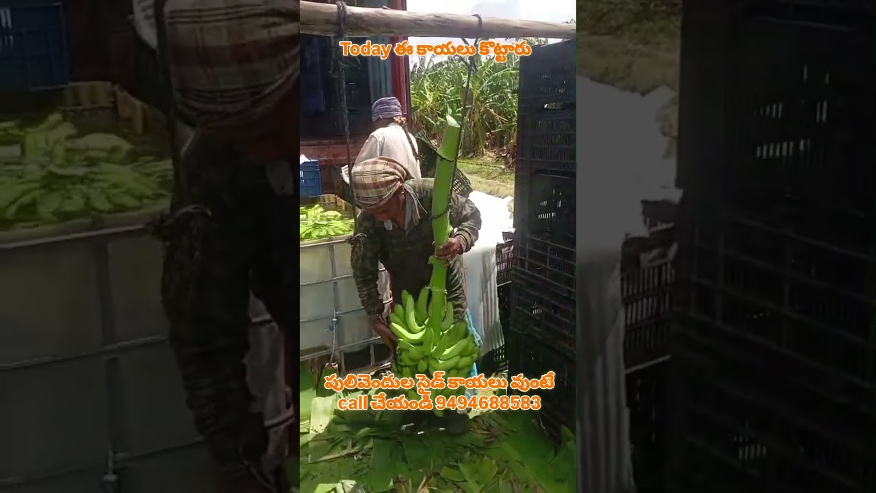 Banana today top retlu #manikantafertilizers #viral #viralvideo #trending #trendingshorts #tadipatri