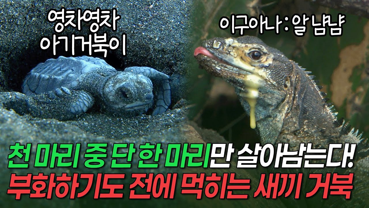 알부터 갓 부화한 새끼까지 잡아먹힌다! 천 마리 중 단 한 마리만이 살아남는 바다거북 [환경스페셜 멈출 수 없는 생명본능, 동물의 이동]/ KBS 20110309 방송