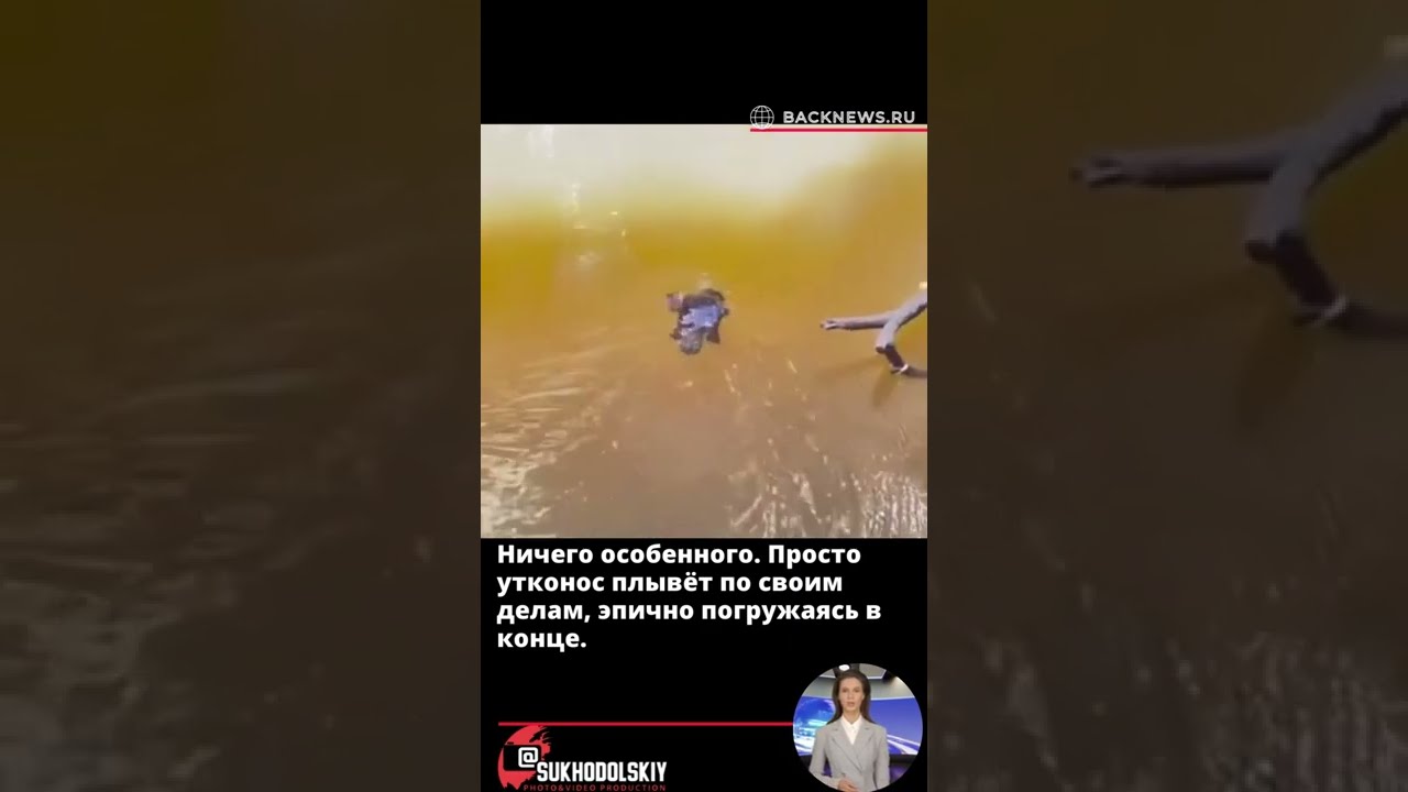 Ничего особенного  Просто утконос плывёт по своим делам, эпично погружаясь в конце
