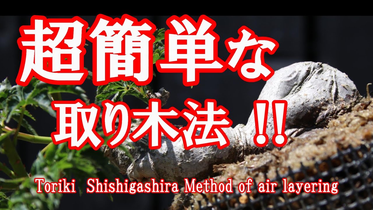 獅子頭の取り木方法/Method of air layering,