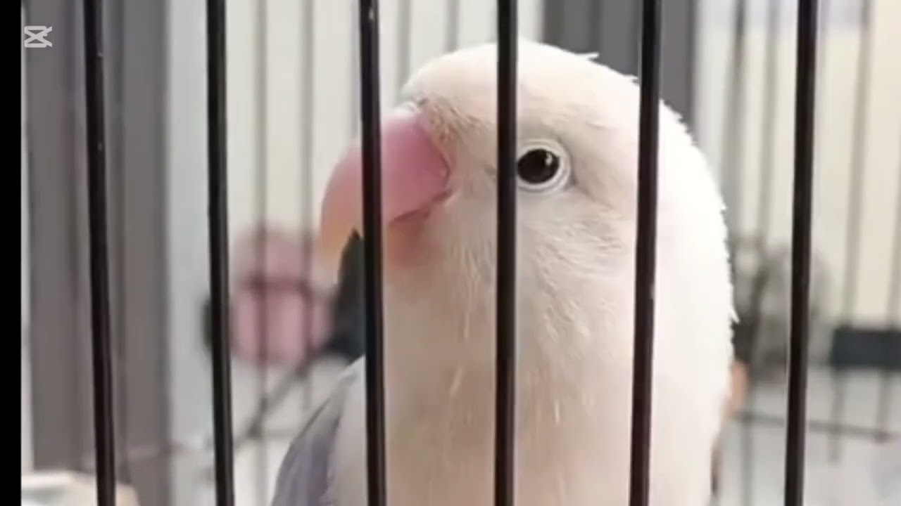 Lovebird ngekek panjang dengan variasi isian terbaik dan tembakan mewah 7 februari 2026