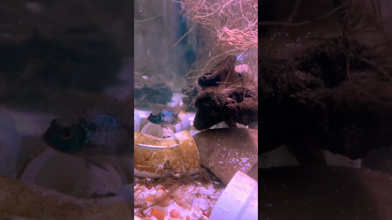 Electric Blue Acara protecting her eggs from Predators | Fish Tank Fetish