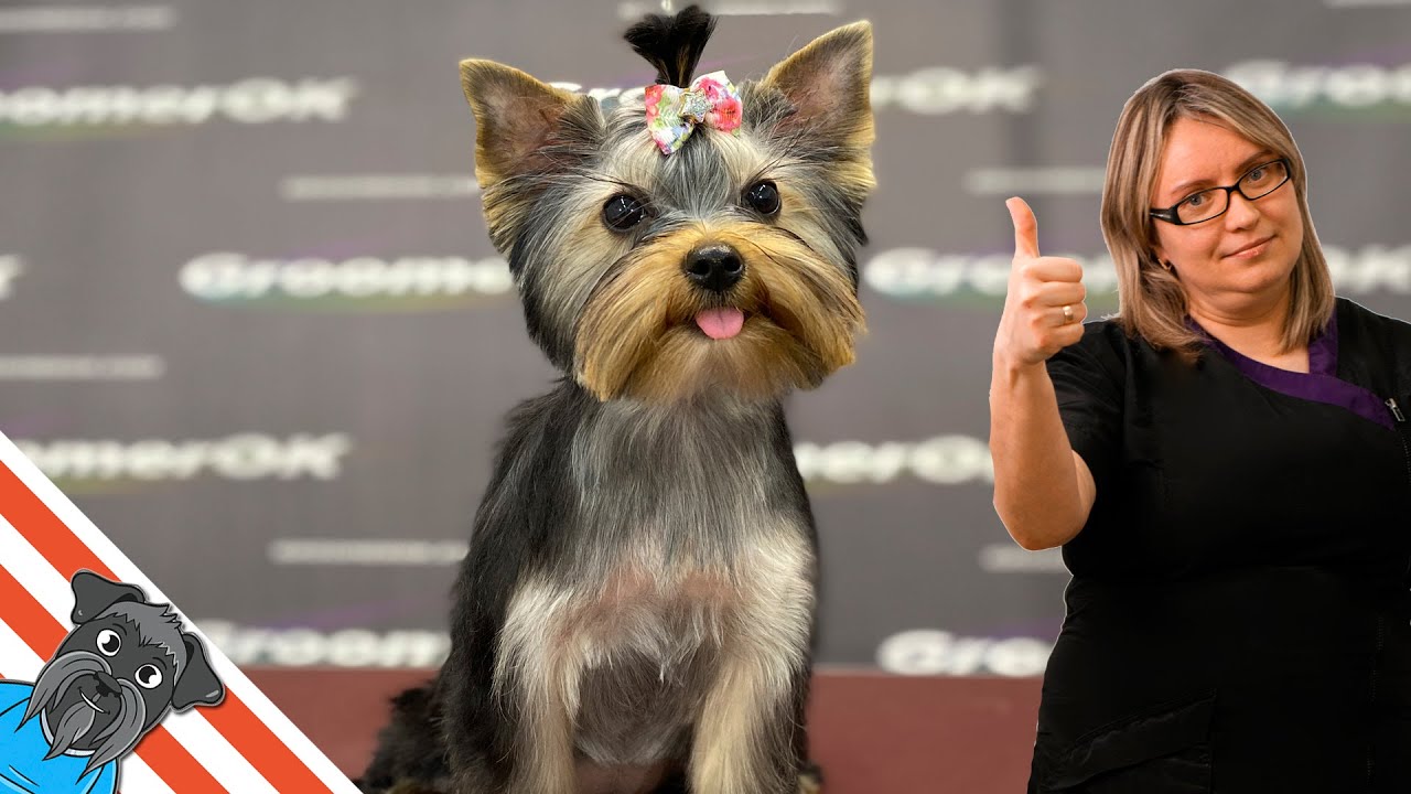First Grooming For Puppy | Yorkshire Terrier Funny