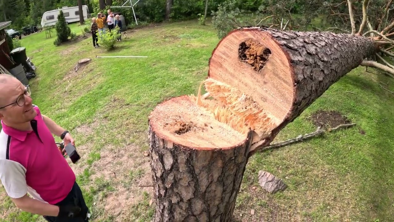 Tämän puun kaadosta ilahtuu myös vakuutusyhtiö. Pro Finnish Lumberjack And Husqvarna 572xp.