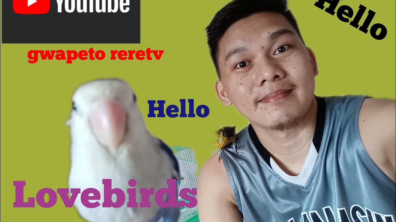 ONE hour Lovebirds Chirping Sound || Fisher blue/Olive personata