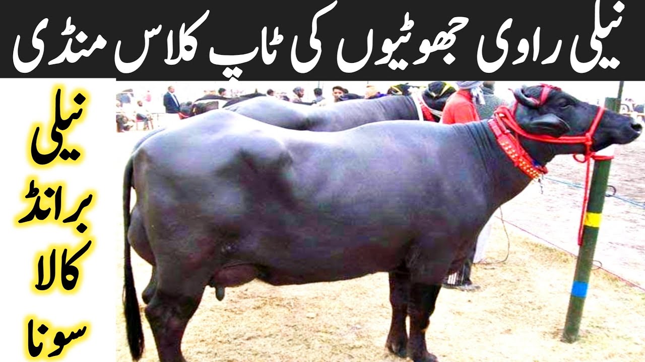 Pure Neli Ravi Jhotian Breeder Kate Katian In Luden Cattle Market || RYK MANDI