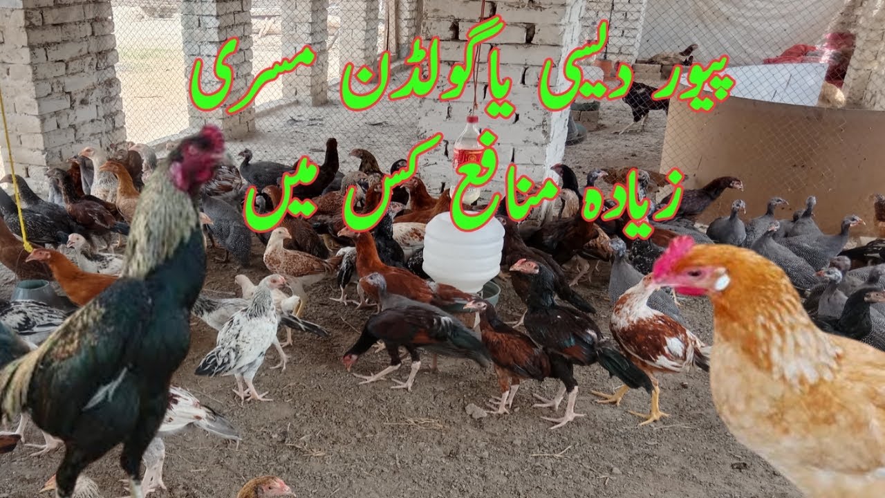 Profitable & Strong||Pure Desi Chicken Farming vs. Golden Misri||Expert Comparison