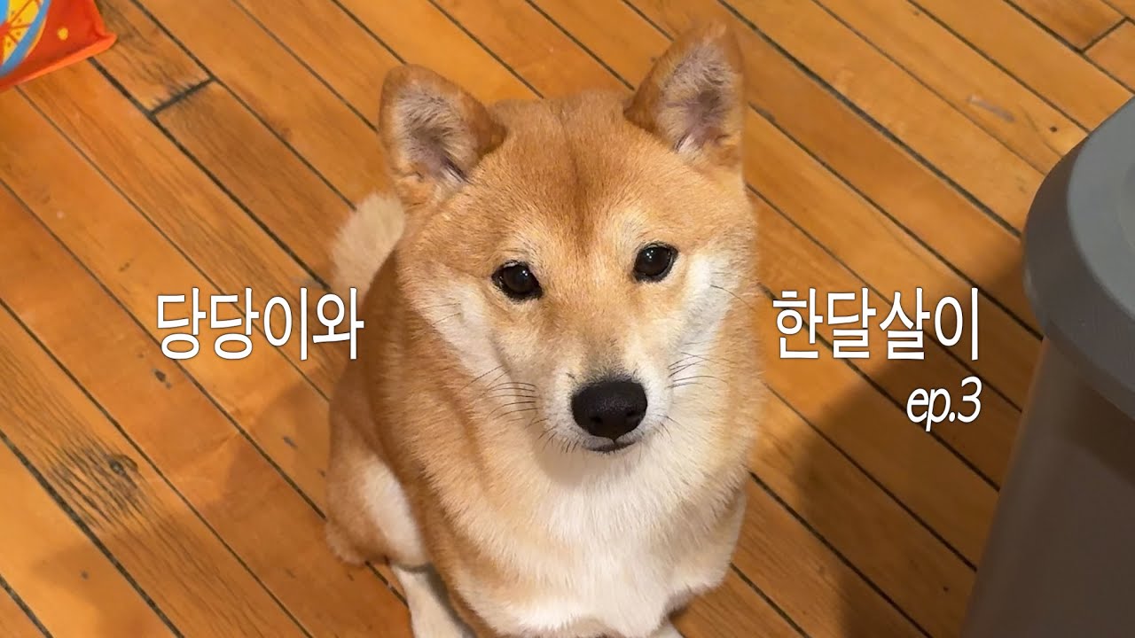 세상 순한 잠만보 시바 한달간 돌보는 브이로그🐕