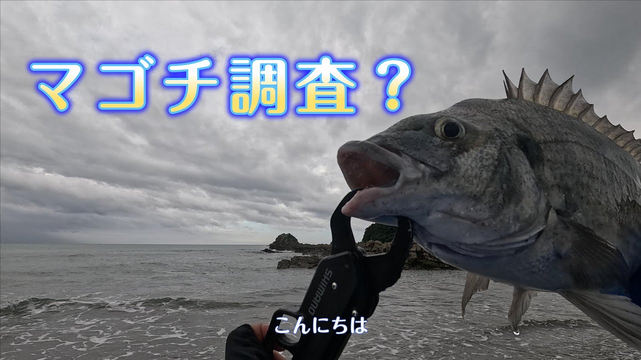 【マゴチ】調査のはずが思わぬ来客