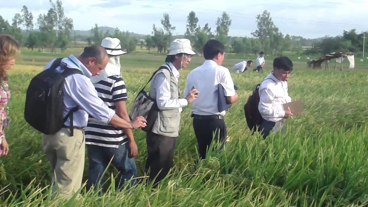 Multi-location Replicated Yield Trial for hybrid rice