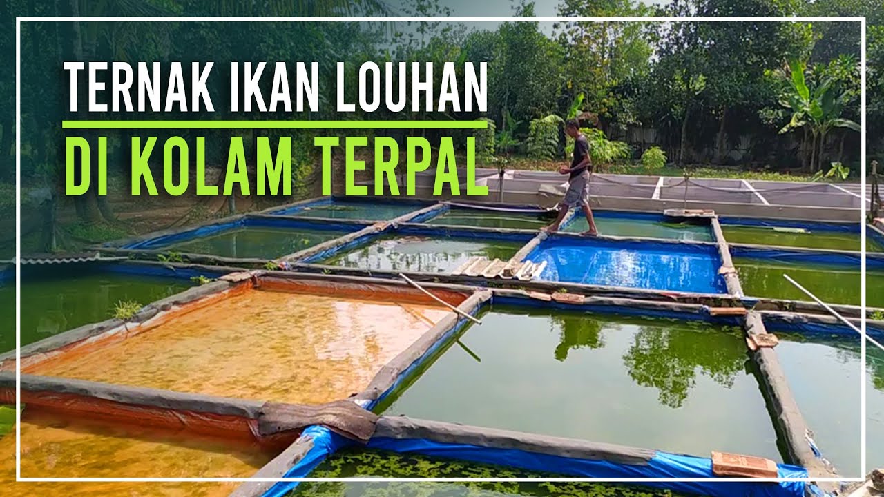 TERNAK IKAN LOUHAN DI KOLAM TERPAL | LOUHAN PAK UDIN | SEPUTAR IKAN HIAS