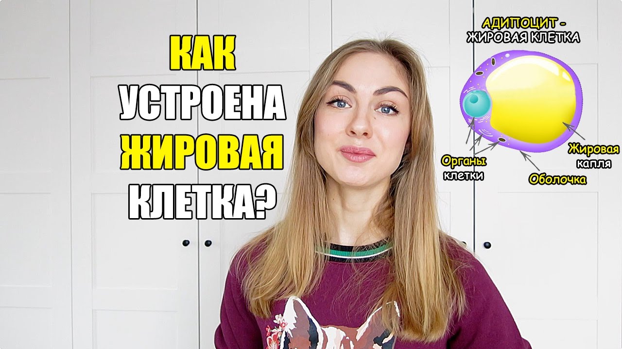 Как устроена жировая клетка (адипоцит)?