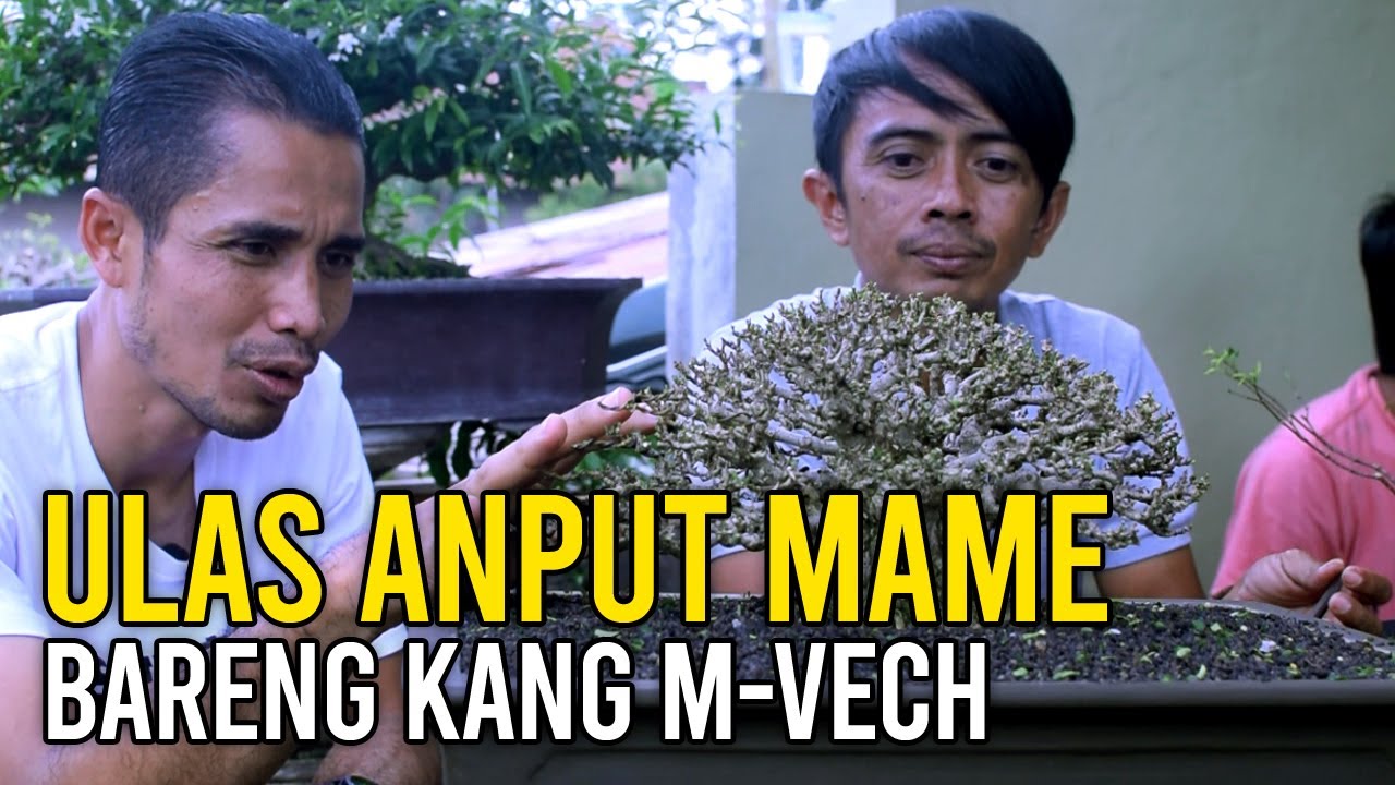 Ulas Pohon Bonsai Anting Putri bareng Kang M-Vech