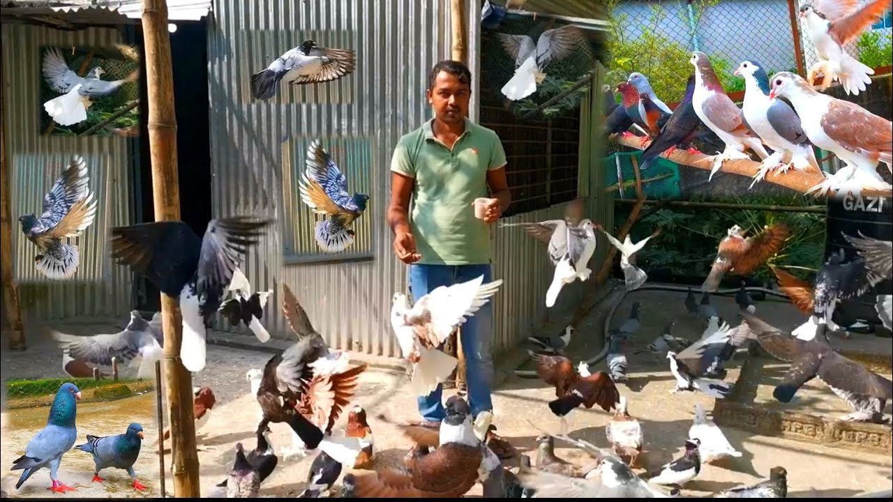 বিদেশ ফেরত ফরিদ ভাই ছাদের উপর ফেন্সি কবুতর পালন করে সাবলম্বী | মাসিক আয় ১০০০০০ টাকা
