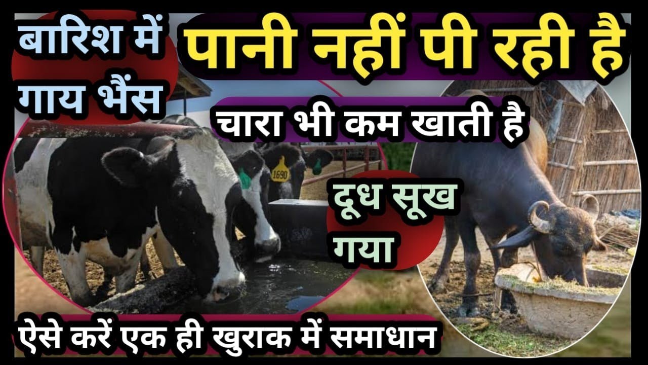 बारिश में गाय भैंस पानी नहीं पी रही||चारा भी कम खाती हैं|| दूध सूख गया क्या करें? ऐसे करें समाधान👉