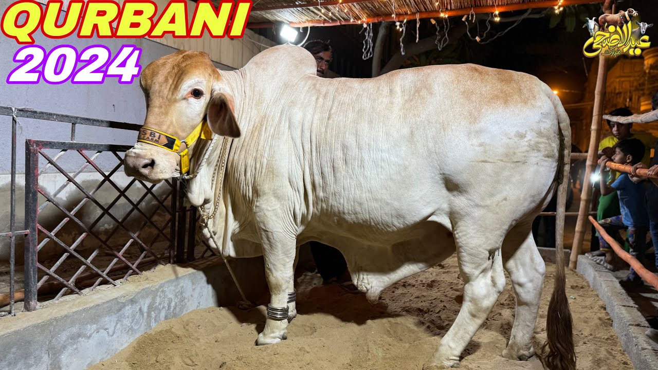Finally Hamara Qurbani 2024 Ka Bachra Ghar Agaya !! 😍