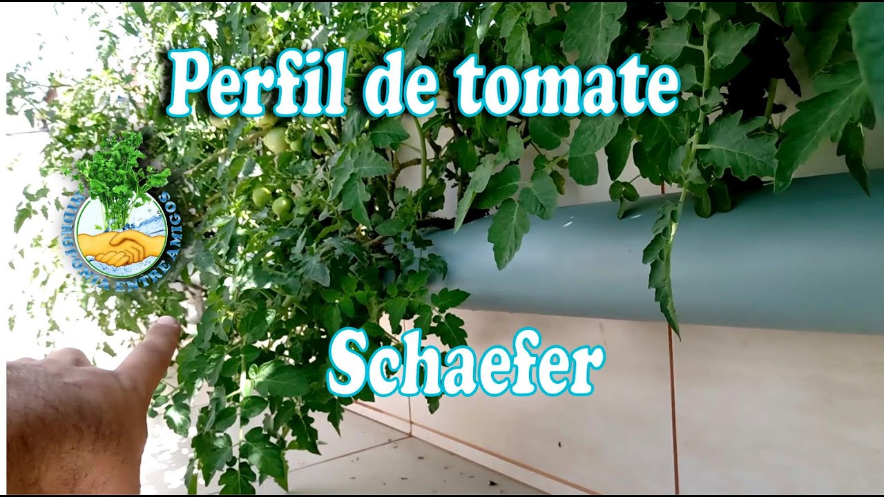 Hidroponia l Perfil para tomate Shaefer