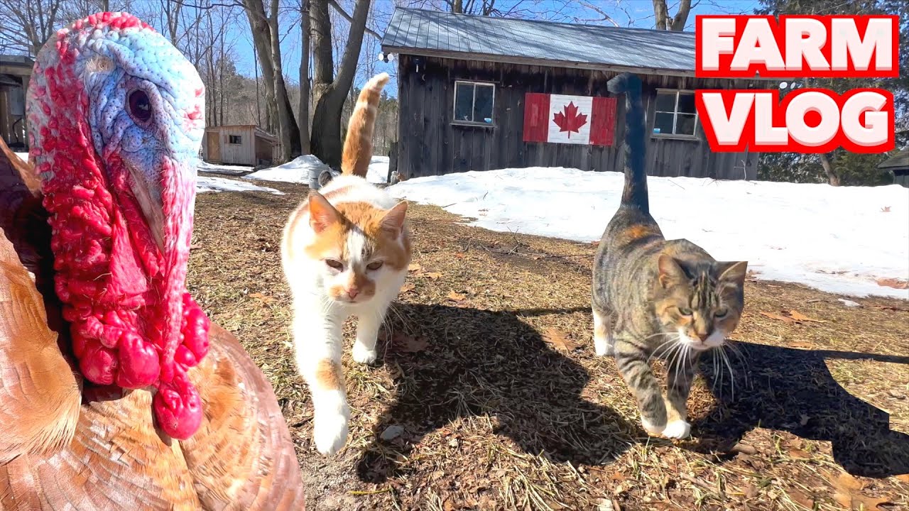 Animals Run Amok at the Farm